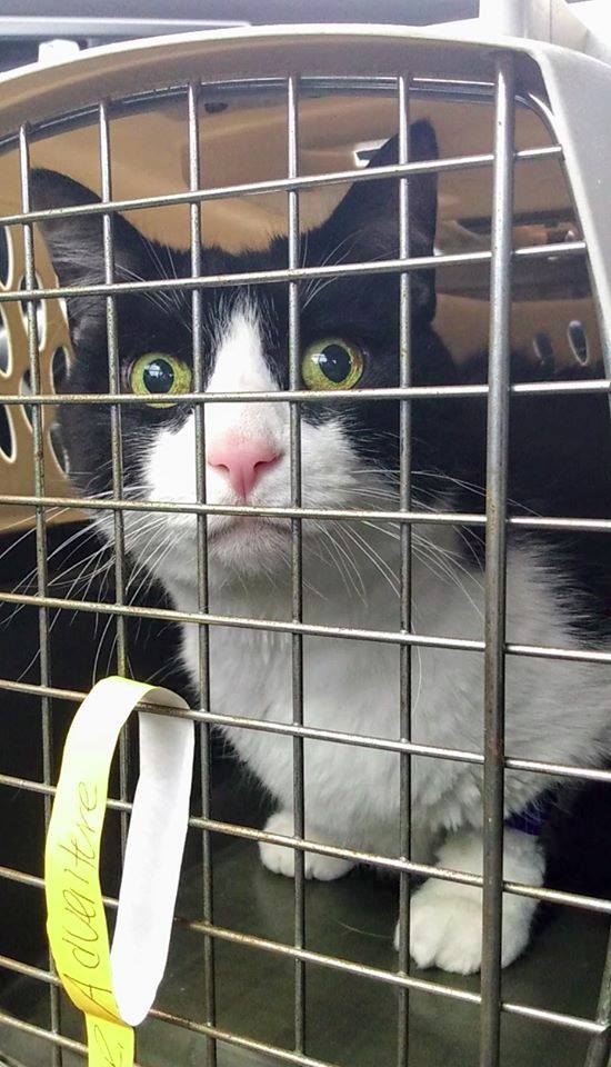 tuxedo cat crouching in a kennel looking wide-eyed